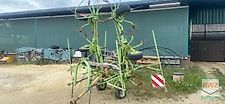 Claas Volto 640 H