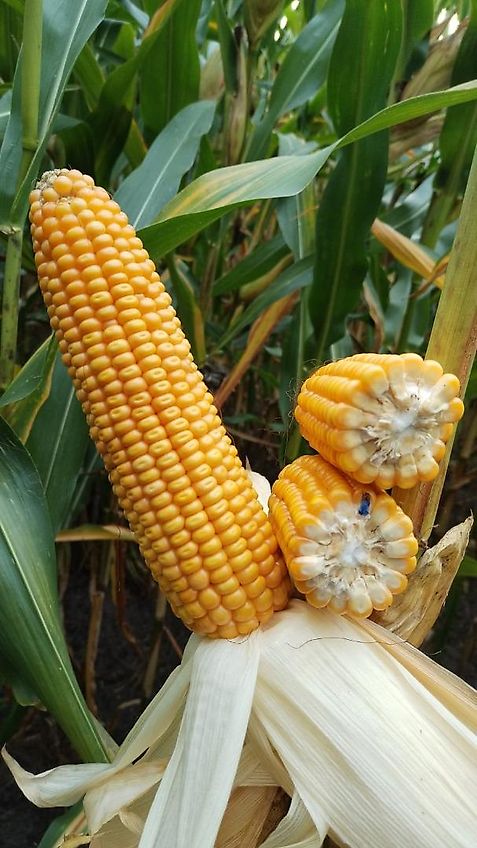 Lemken Lemken Grubber 220cm Nonstop Fremdkörpersicherung an 9 Grubberstilen Rahmenhöhe 70cm Ideal zur Tannenbaumrodung Fremdkörpersicherung über Federpaket über Gewindestange einstellbar