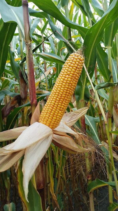 Lemken Lemken Grubber 220cm Nonstop Fremdkörpersicherung an 9 Grubberstilen Rahmenhöhe 70cm Ideal zur Tannenbaumrodung Fremdkörpersicherung über Federpaket über Gewindestange einstellbar