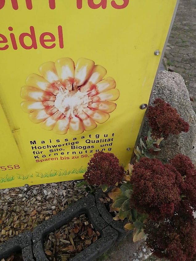 Lemken Lemken Grubber 220cm Nonstop Fremdkörpersicherung an 9 Grubberstilen Rahmenhöhe 70cm Ideal zur Tannenbaumrodung Fremdkörpersicherung über Federpaket über Gewindestange einstellbar