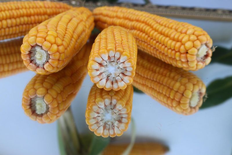 Lemken Lemken Grubber 220cm Nonstop Fremdkörpersicherung an 9 Grubberstilen Rahmenhöhe 70cm Ideal zur Tannenbaumrodung Fremdkörpersicherung über Federpaket über Gewindestange einstellbar